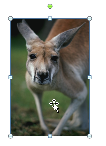 L'image est sélectionnée