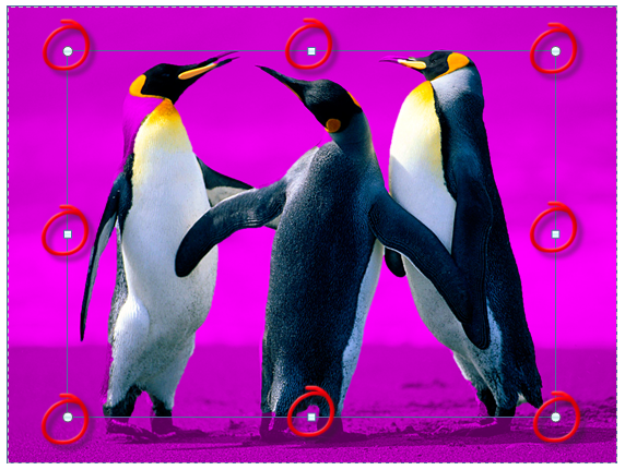 Les poignées de redimensionnement de l'image