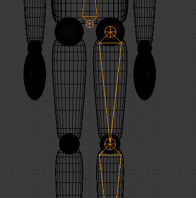 Les os de la cuisse et du mollet