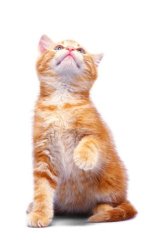 « petitchat.jpg  »