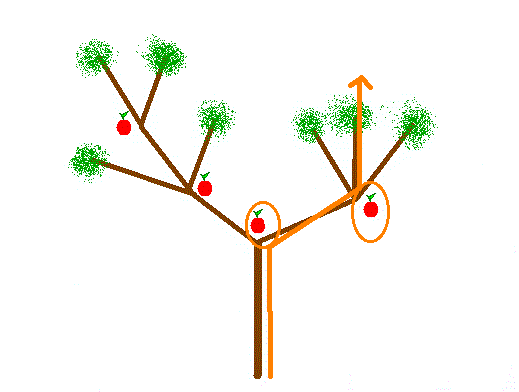 pommier : chemin autorisé